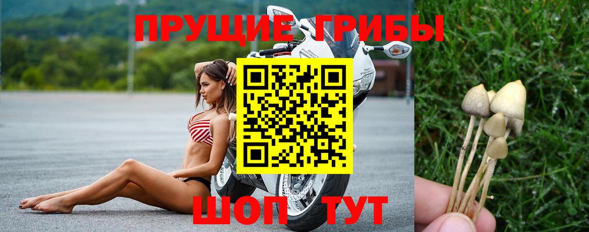 Псилоцибиновые грибы мицелий Кировск